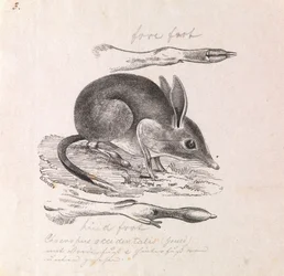 Pig-footed Bandicoot, Chaeropus ecaudatus
